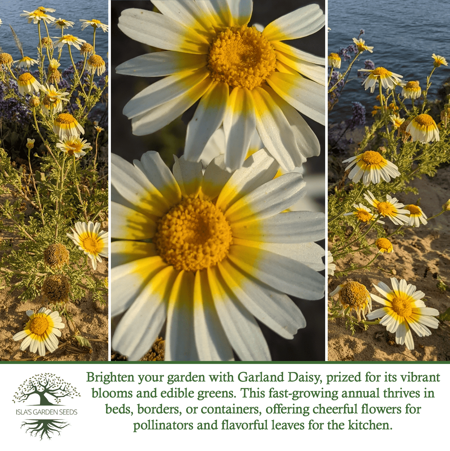Chrysanthemum Flowers | 1500 Seeds/Pk