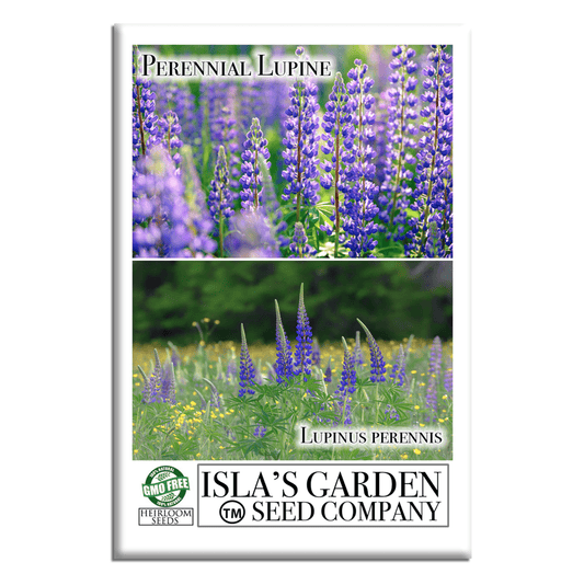 Perennial Lupine Flowers | 150 Seeds/Pk