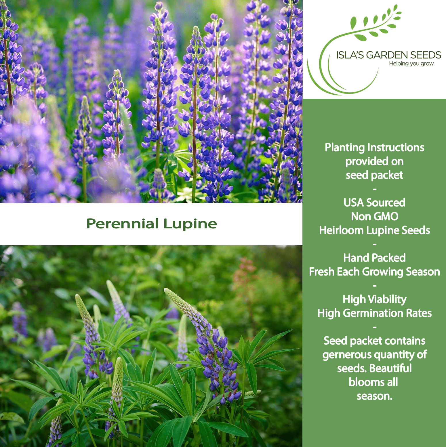 Perennial Lupine Flowers | 150 Seeds/Pk