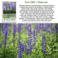 Perennial Lupine Flowers | 150 Seeds/Pk