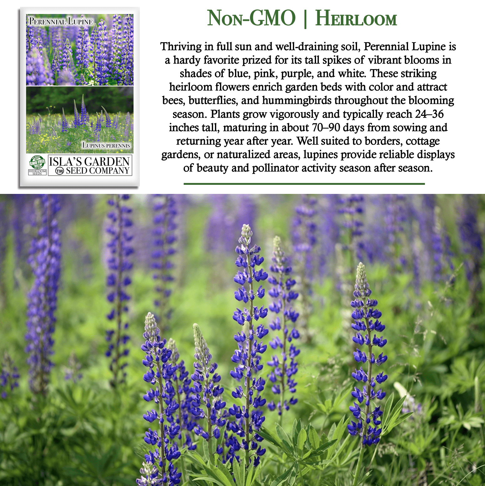Perennial Lupine Flowers | 150 Seeds/Pk