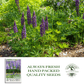 Perennial Lupine Flowers | 150 Seeds/Pk