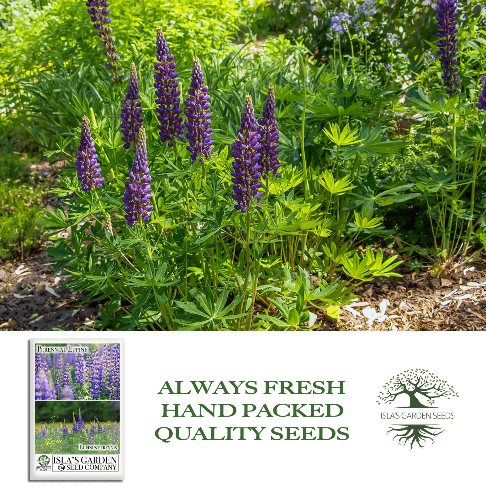 Perennial Lupine Flowers | 150 Seeds/Pk