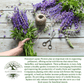 Perennial Lupine Flowers | 150 Seeds/Pk