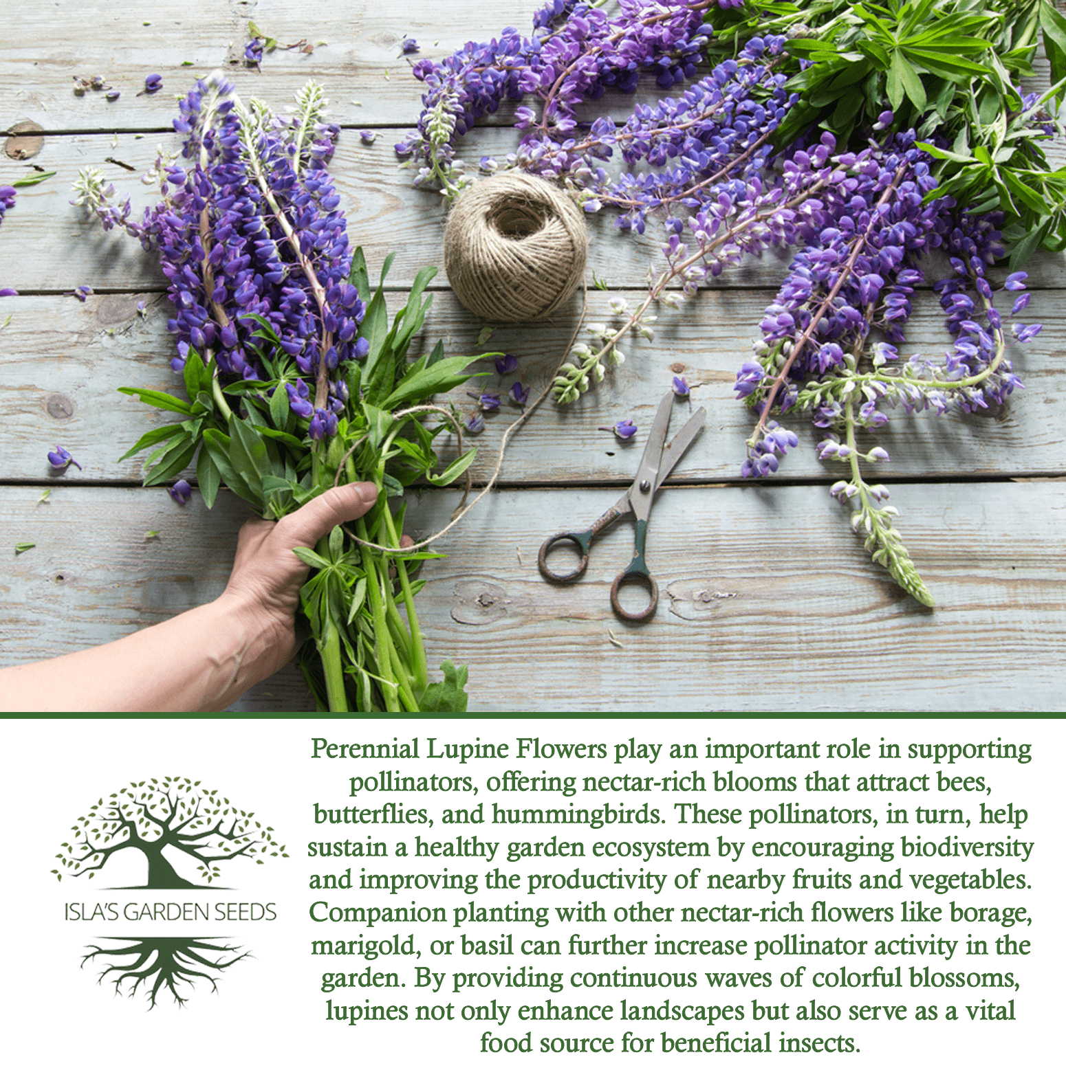 Perennial Lupine Flowers | 150 Seeds/Pk