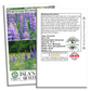 Perennial Lupine Flowers | 150 Seeds/Pk