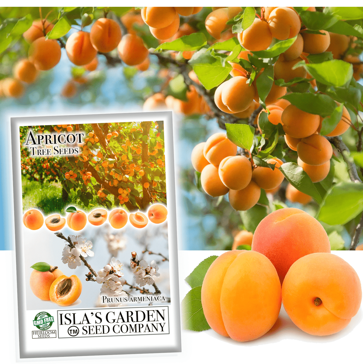 Apricot Fruit Tree Seeds, 3 Seeds Per Packet