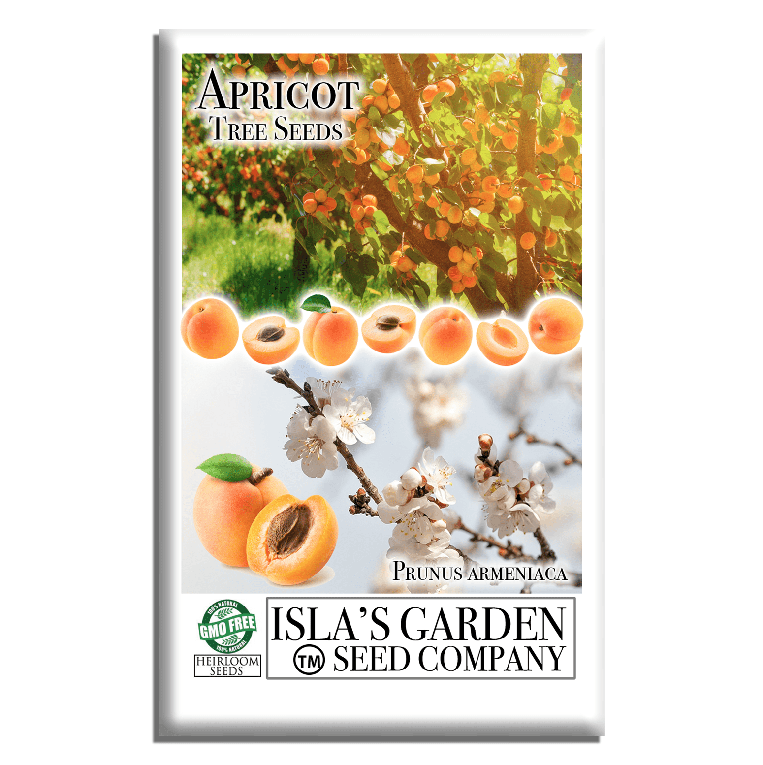Apricot Fruit Tree Seeds | 3 Seeds/Pk