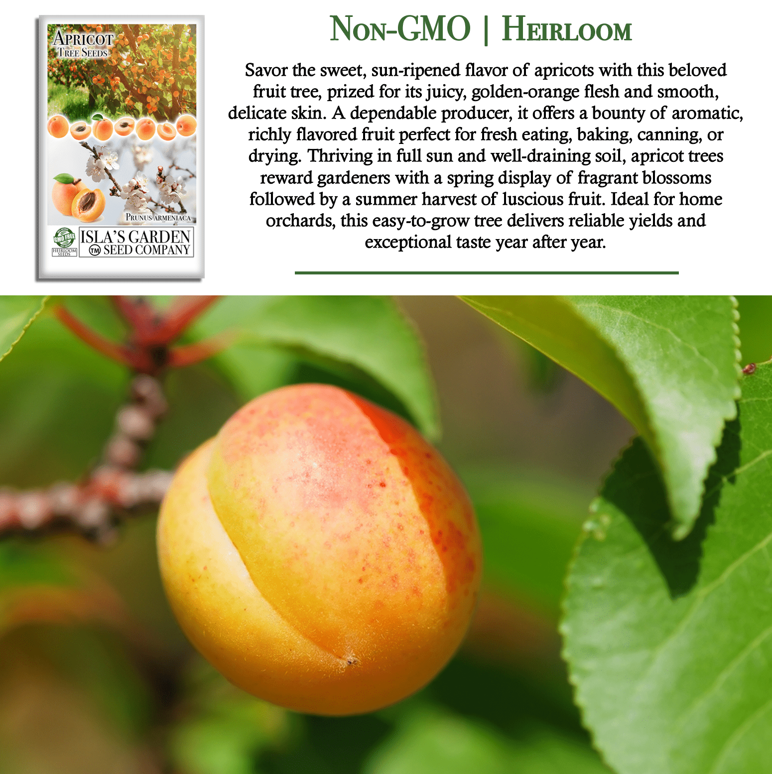 Apricot Fruit Tree Seeds | 3 Seeds/Pk