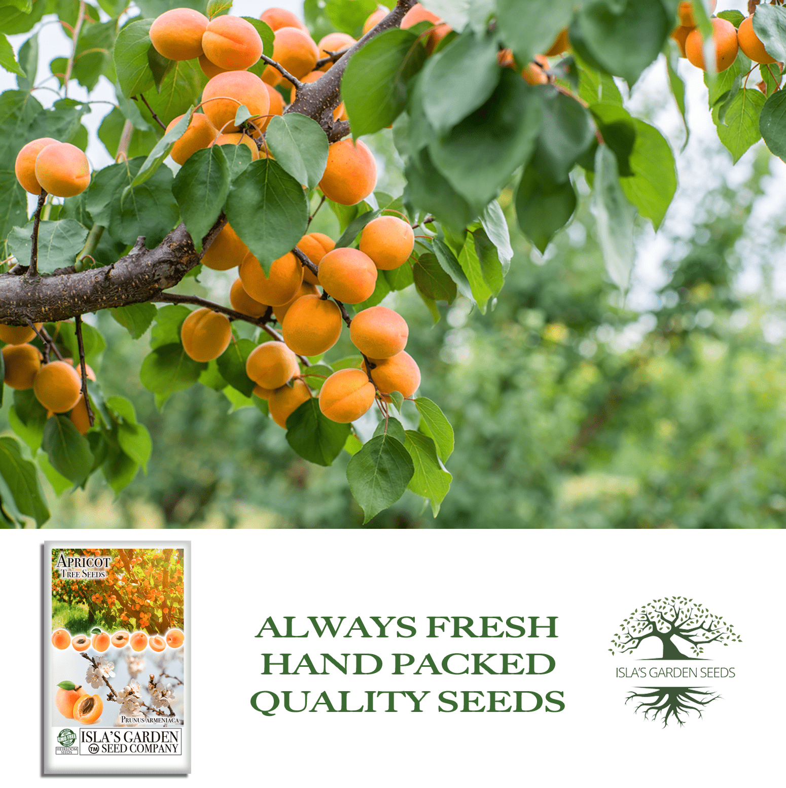 planting apricot trees from seeds Apricot Fruit Tree Seeds