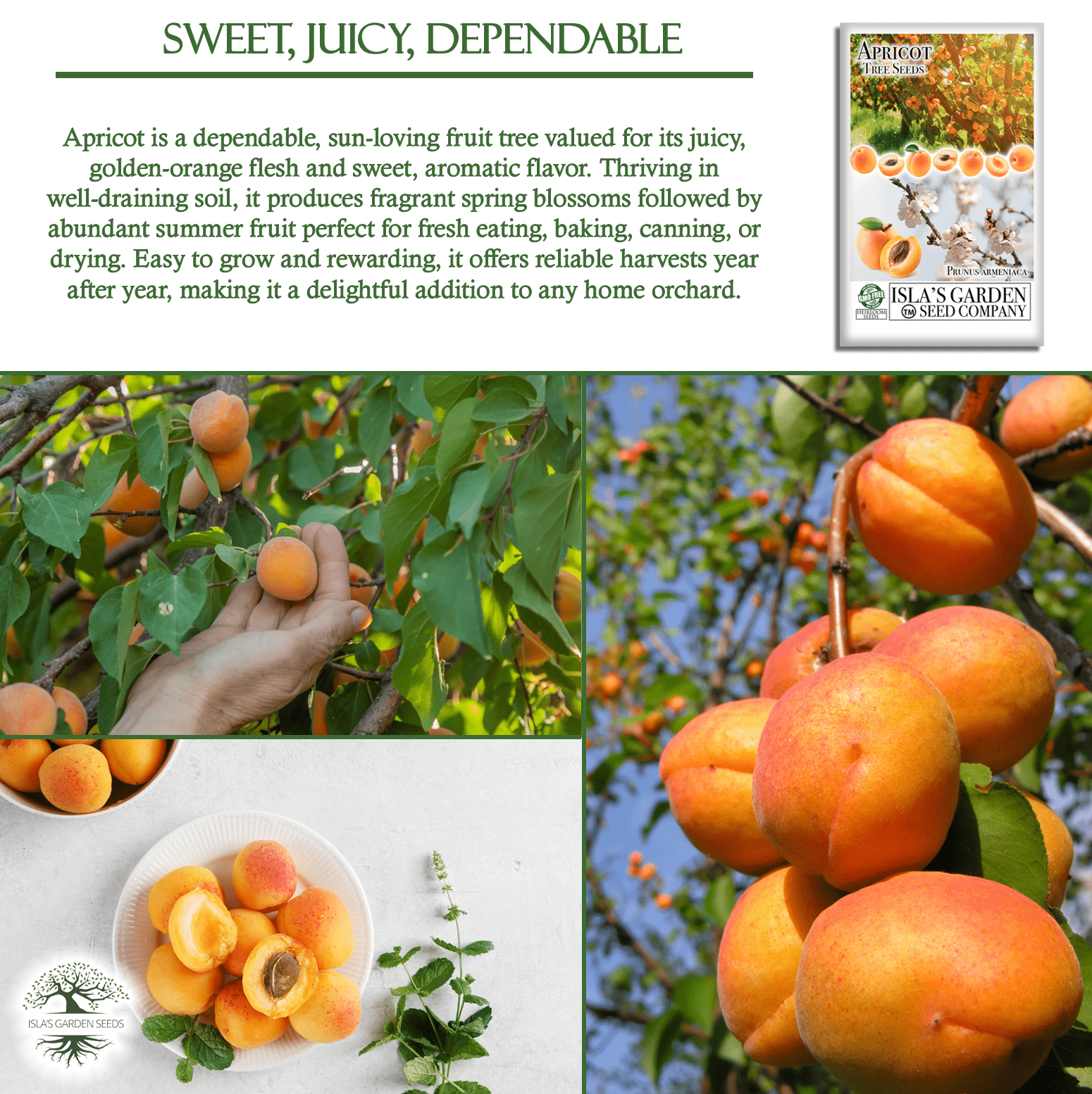 apricot seeds planting Apricot Fruit Tree Seeds