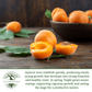 Apricot Fruit Tree Seeds | 3 Seeds/Pk