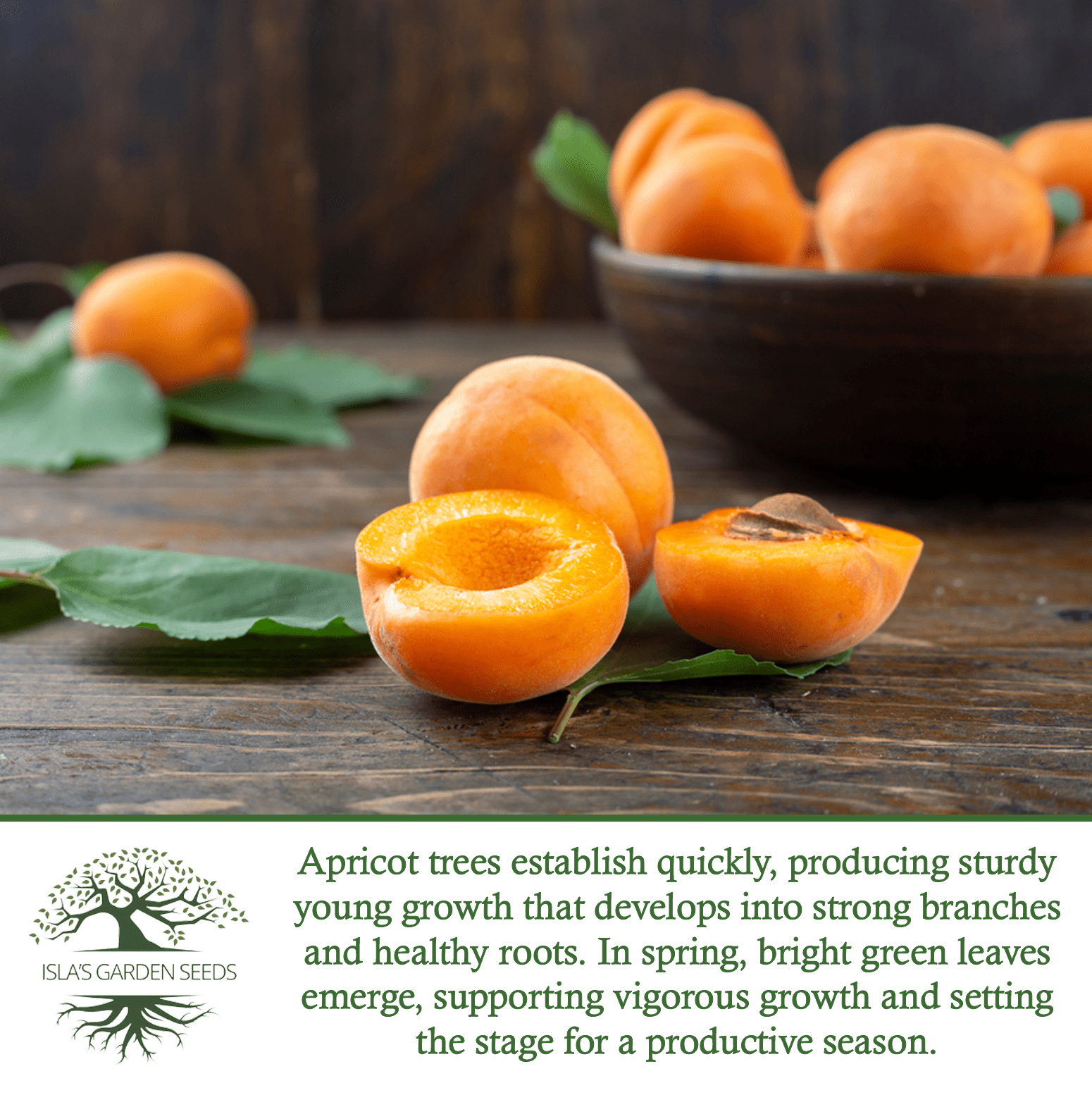 apricot seeds for planting Apricot Fruit Tree Seeds