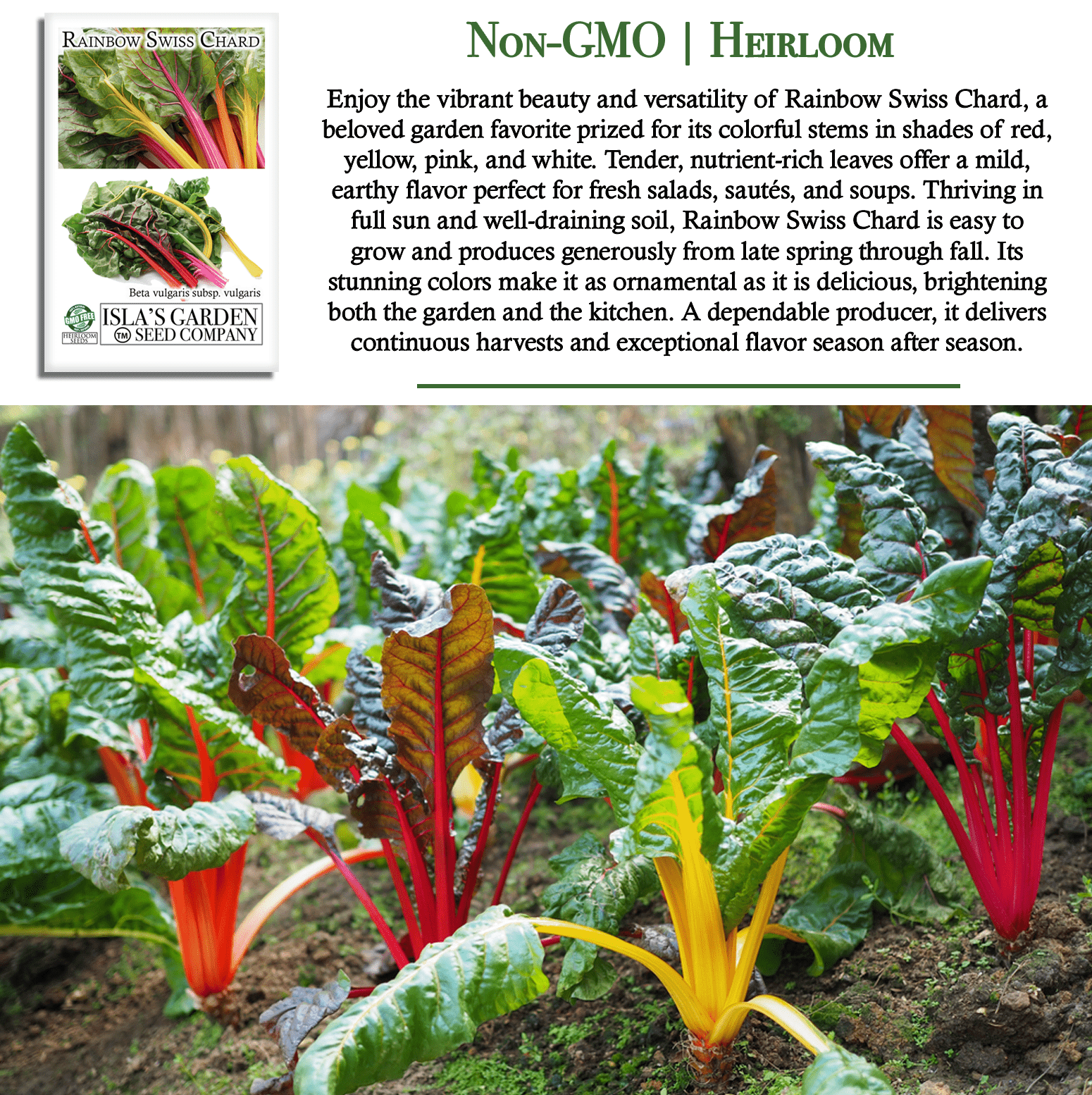 Swiss Chard Rainbow | 300 Seeds/Pk