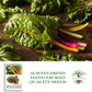 Swiss Chard Rainbow | 300 Seeds/Pk