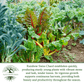 Swiss Chard Rainbow | 300 Seeds/Pk