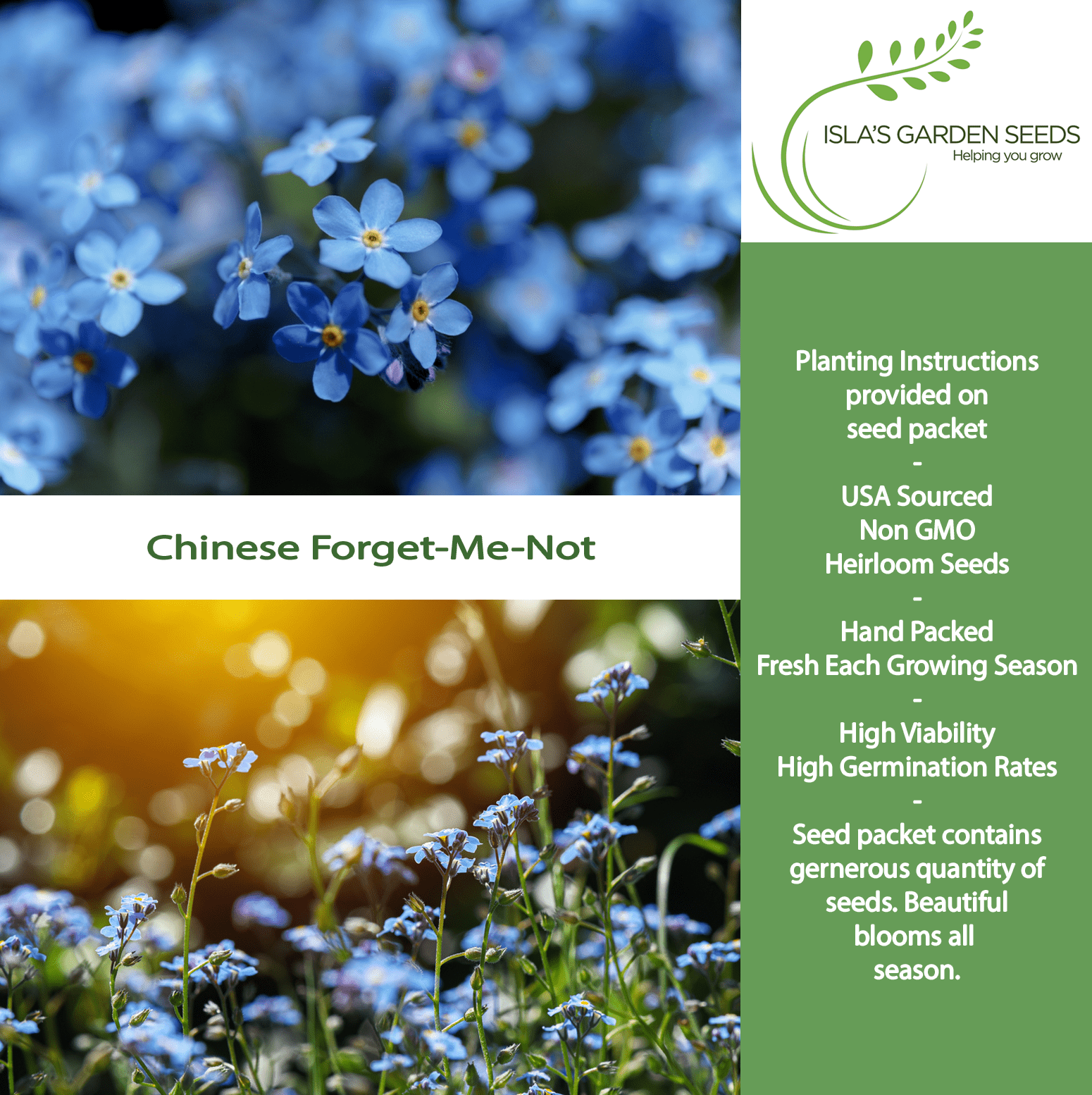 chinese flower seeds Chinese Forget Me Not Flower Seeds, 300 Flower Seeds Per Packet