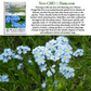 Chinese Forget-Me-Not Flowers | 300 Seeds/Pk