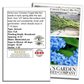 Chinese Forget-Me-Not Flowers | 300 Seeds/Pk