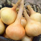 Walla Walla Onion | 300 Seeds/Pk