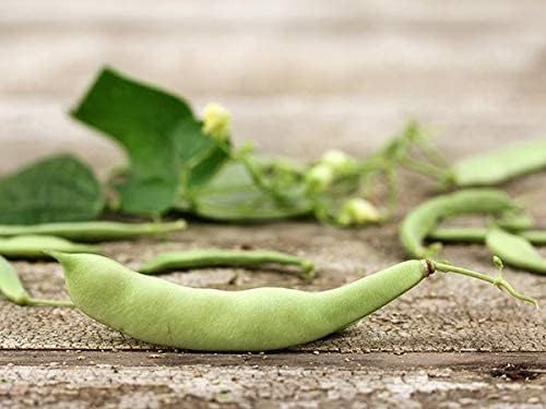 Roma II Bush Bean Phaseolus vulgaris - 30 Heirloom Seeds Per Packet