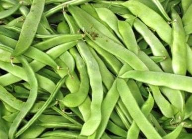 Roma II Bush Bean Phaseolus vulgaris - 30 Heirloom Seeds Per Packet