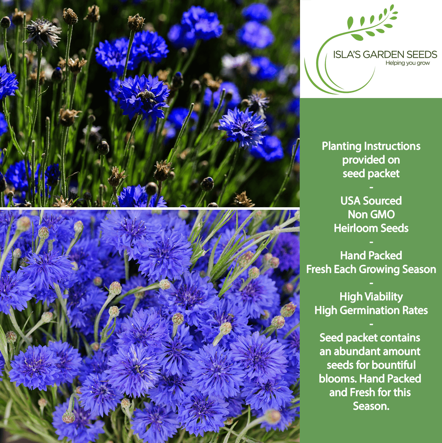 Bachelor Button Tall Blue Cornflowers | 200 Seeds/Pk