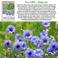 Bachelor Button Tall Blue Cornflowers | 200 Seeds/Pk