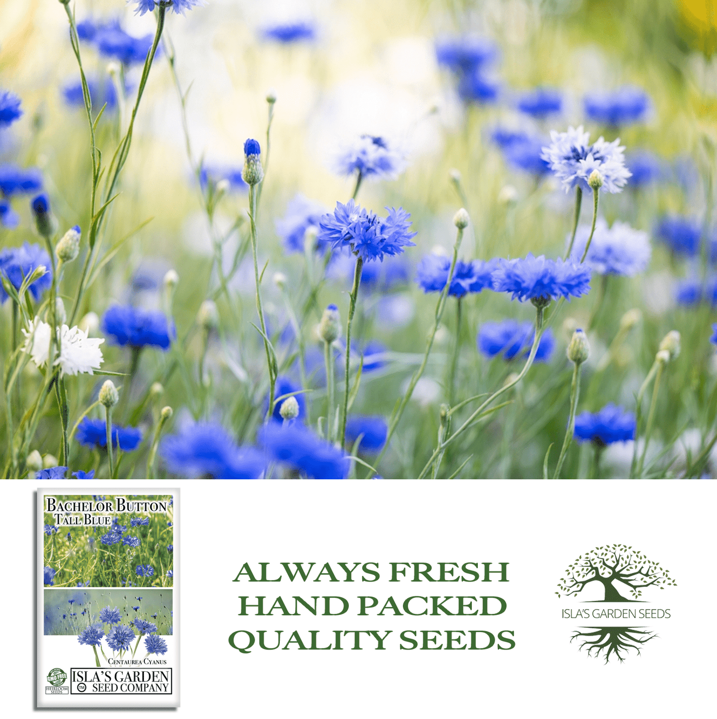 Bachelor Button Tall Blue Cornflowers | 200 Seeds/Pk