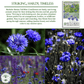 Bachelor Button Tall Blue Cornflowers | 200 Seeds/Pk