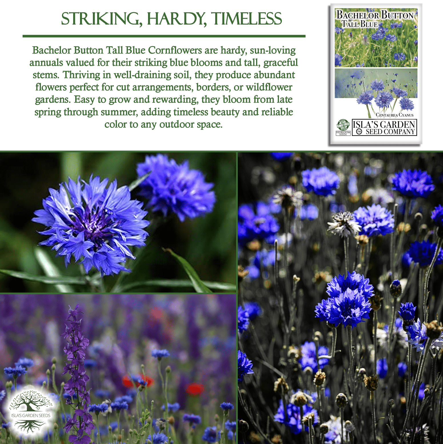 Bachelor Button Tall Blue Cornflowers | 200 Seeds/Pk