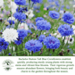 Bachelor Button Tall Blue Cornflowers | 200 Seeds/Pk