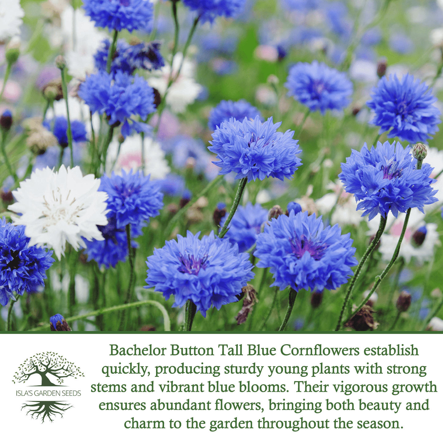 Bachelor Button Tall Blue Cornflowers | 200 Seeds/Pk