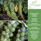 Long Island Improved Brussels Sprouts | 200 Seeds/Pk