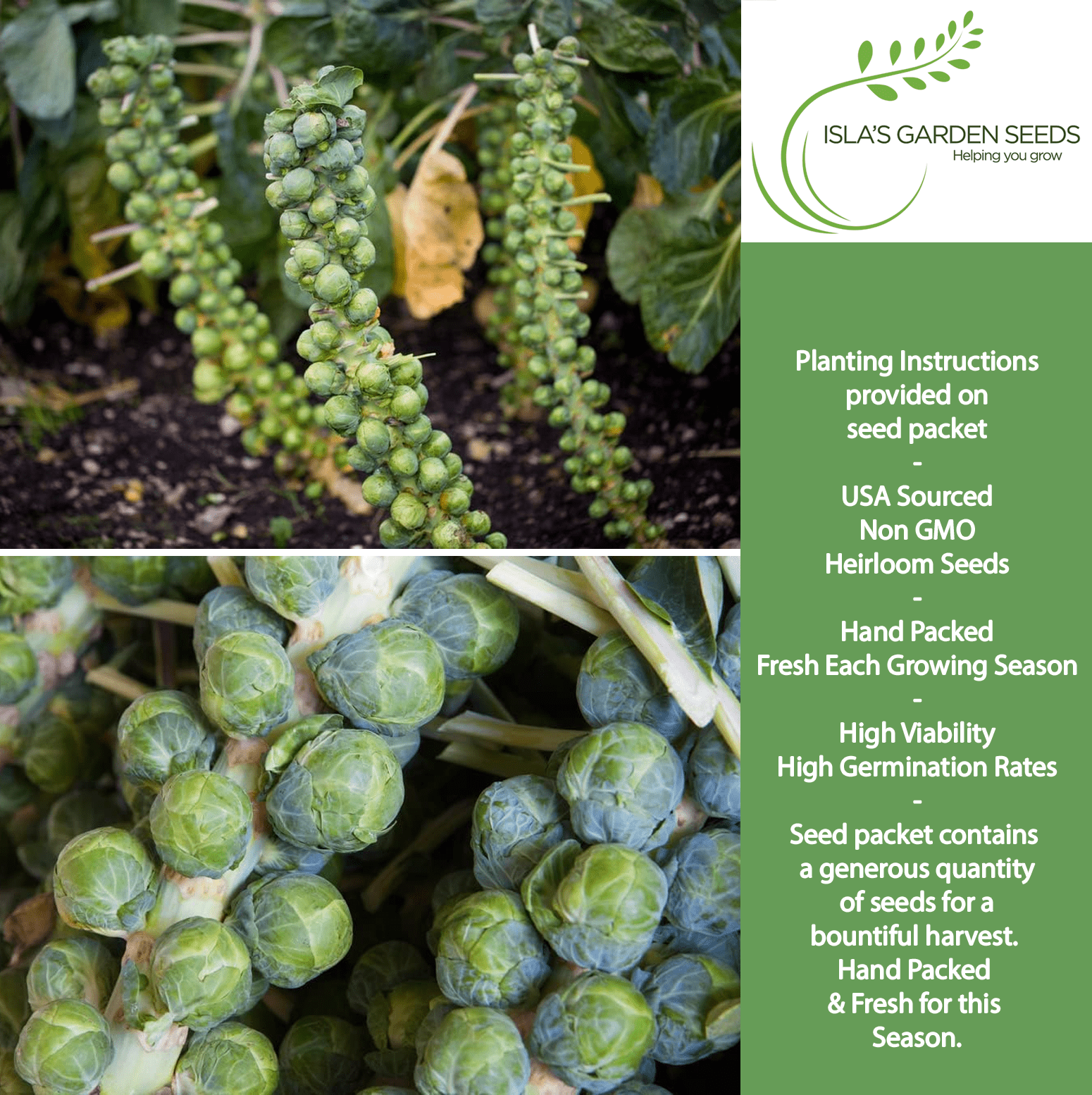 Long Island Improved Brussels Sprouts | 200 Seeds/Pk