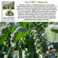Long Island Improved Brussels Sprouts | 200 Seeds/Pk