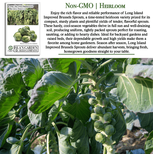 Long Island Improved Brussels Sprouts | 200 Seeds/Pk