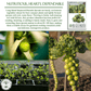 Long Island Improved Brussels Sprouts | 200 Seeds/Pk