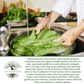 Arianna Romaine Batavian Lettuce | 1000 Seeds/Pk