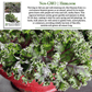 Red Russian Kale | 750 Seeds/Pk