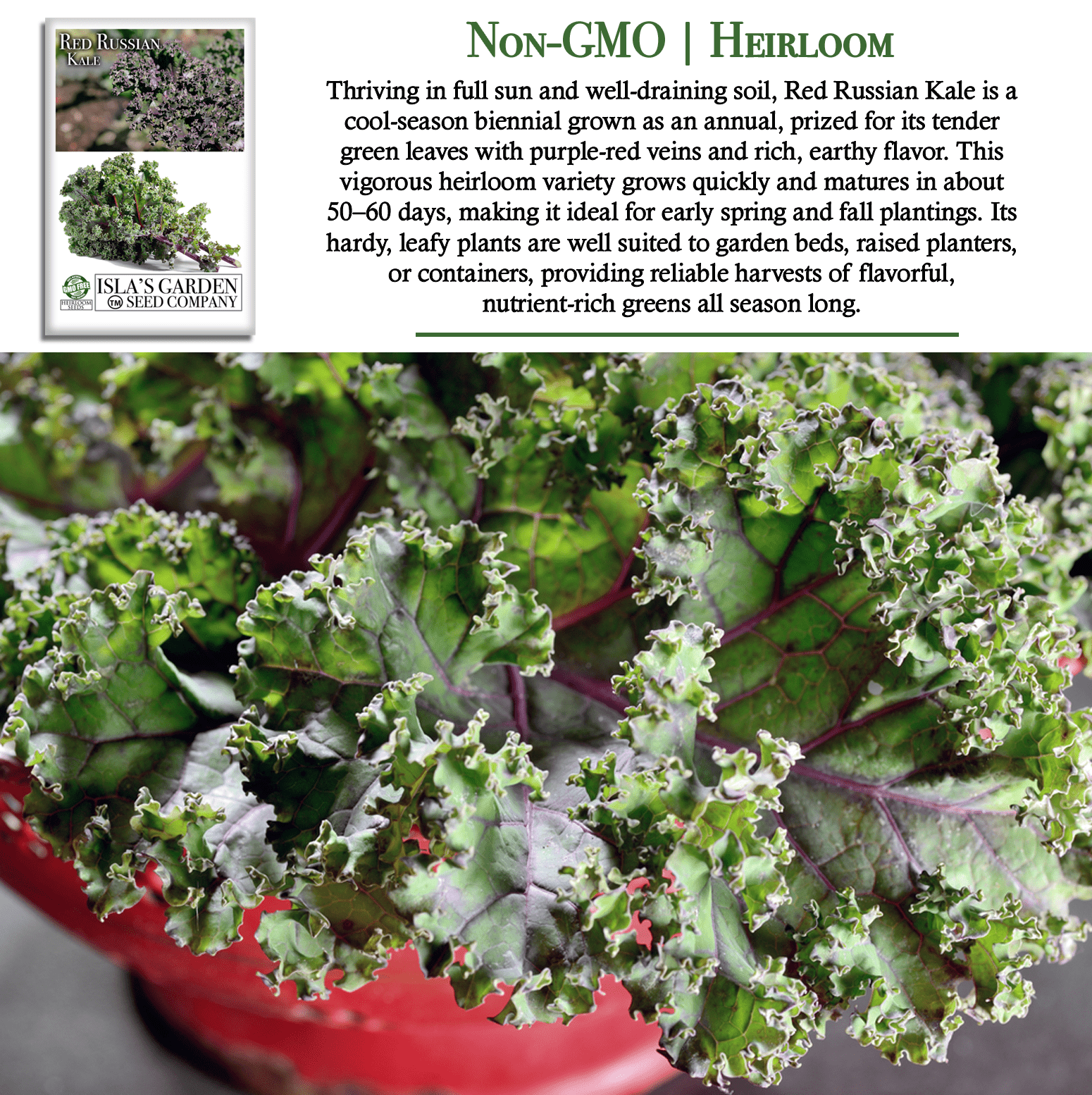 Red Russian Kale | 750 Seeds/Pk