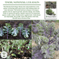 Red Russian Kale | 750 Seeds/Pk