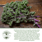 Red Russian Kale | 750 Seeds/Pk