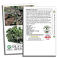 Red Russian Kale | 750 Seeds/Pk