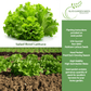Salad Bowl Lettuce | 1000 Seeds/Pk