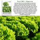 Salad Bowl Lettuce | 1000 Seeds/Pk