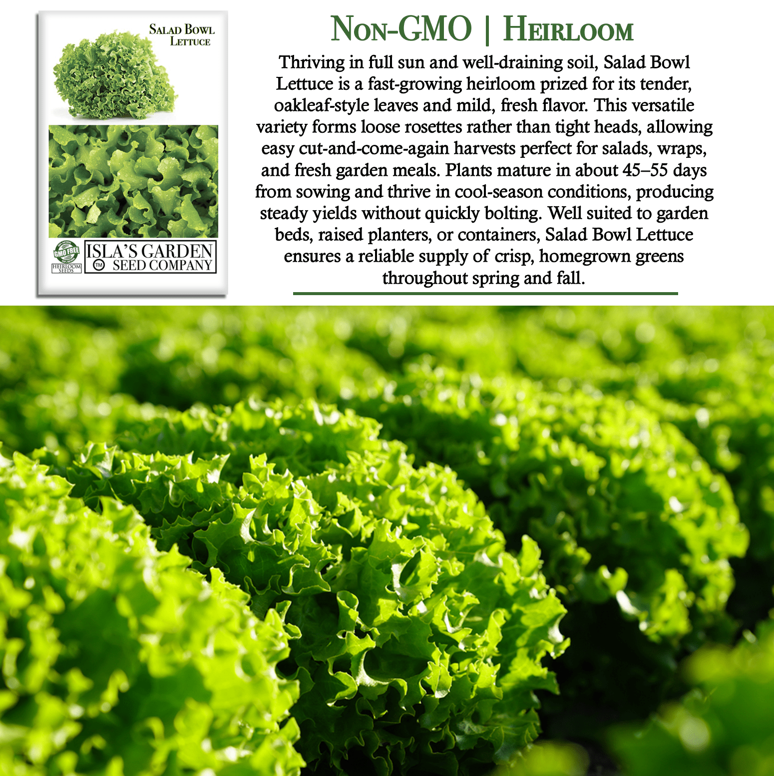 Salad Bowl Lettuce | 1000 Seeds/Pk