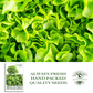Salad Bowl Lettuce | 1000 Seeds/Pk