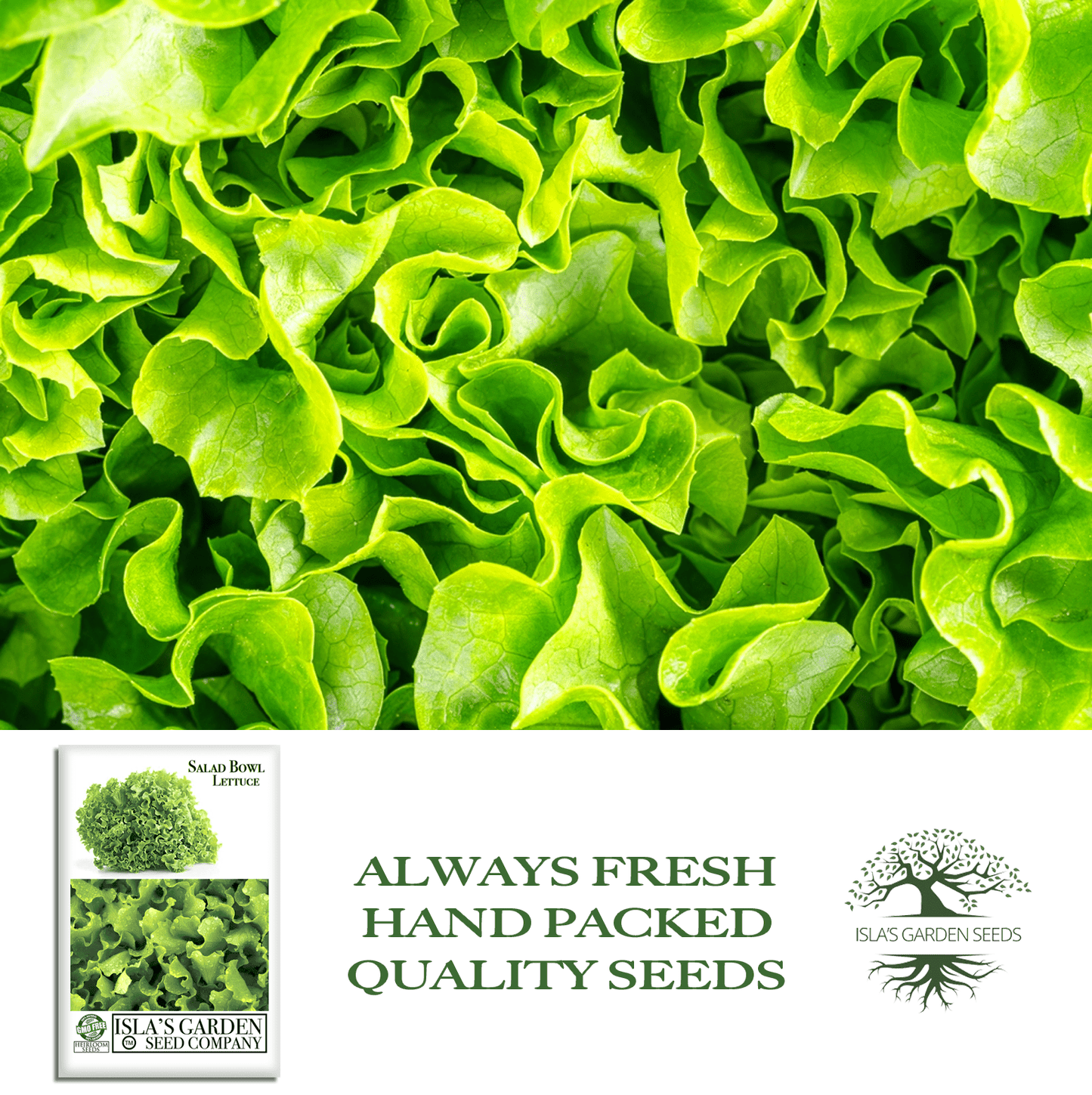 Salad Bowl Lettuce | 1000 Seeds/Pk