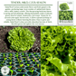 Salad Bowl Lettuce | 1000 Seeds/Pk